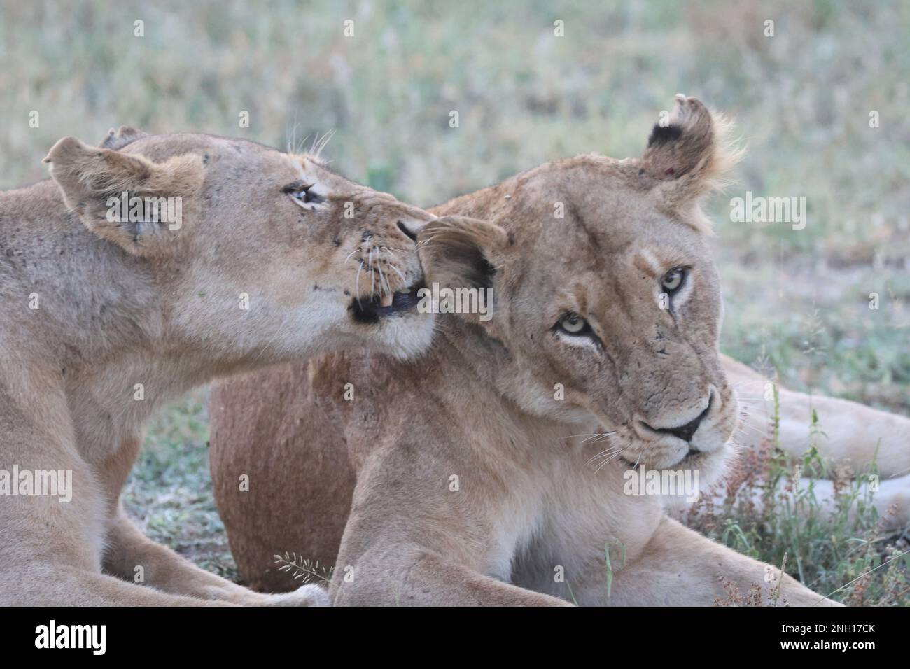 LION Banque D'Images