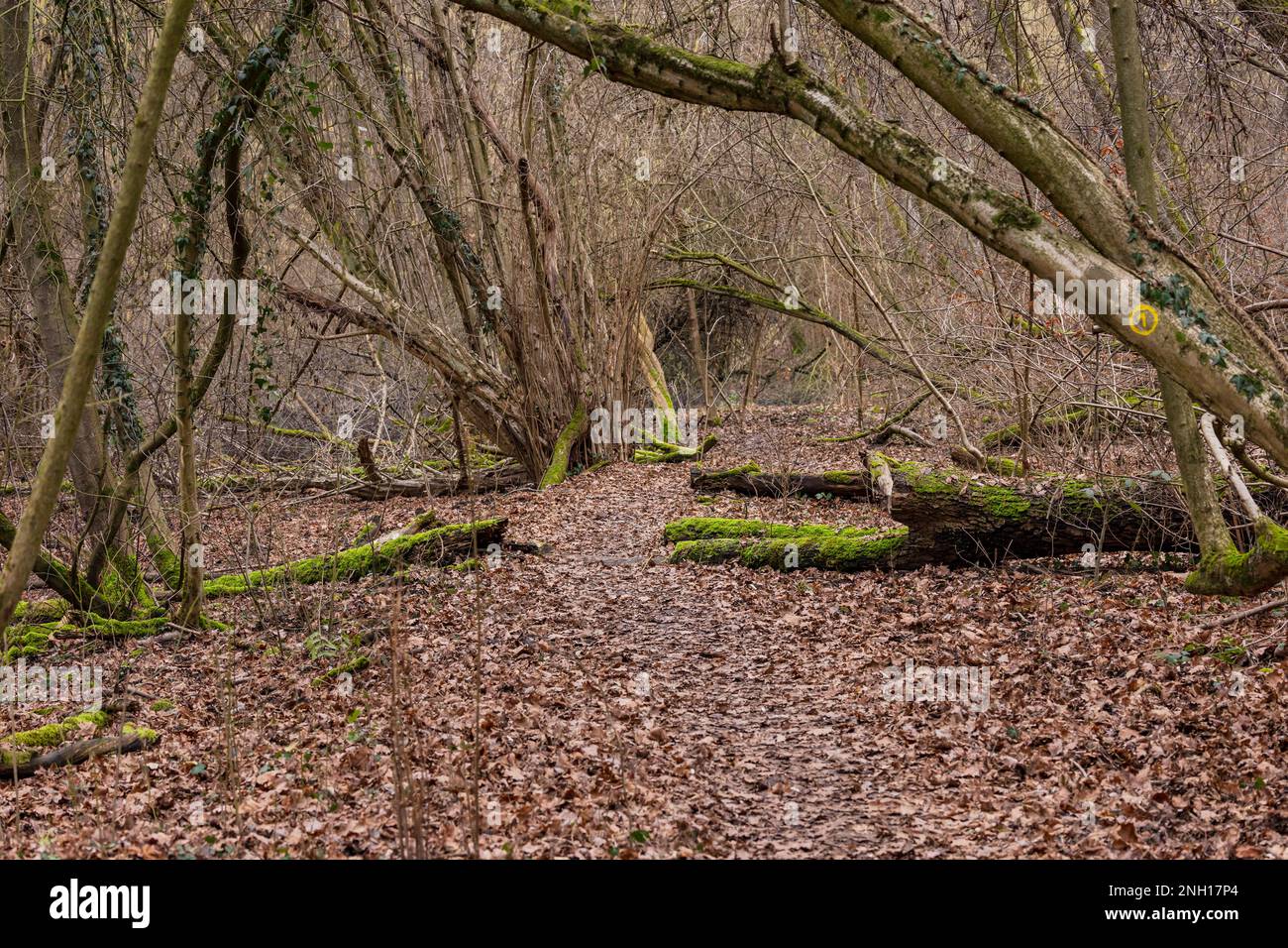 Un chemin forestier à travers la forêt de Ban est comme un chemin d'aventure avec des feuilles sur le fond de la forêt en hiver, Allemagne Banque D'Images