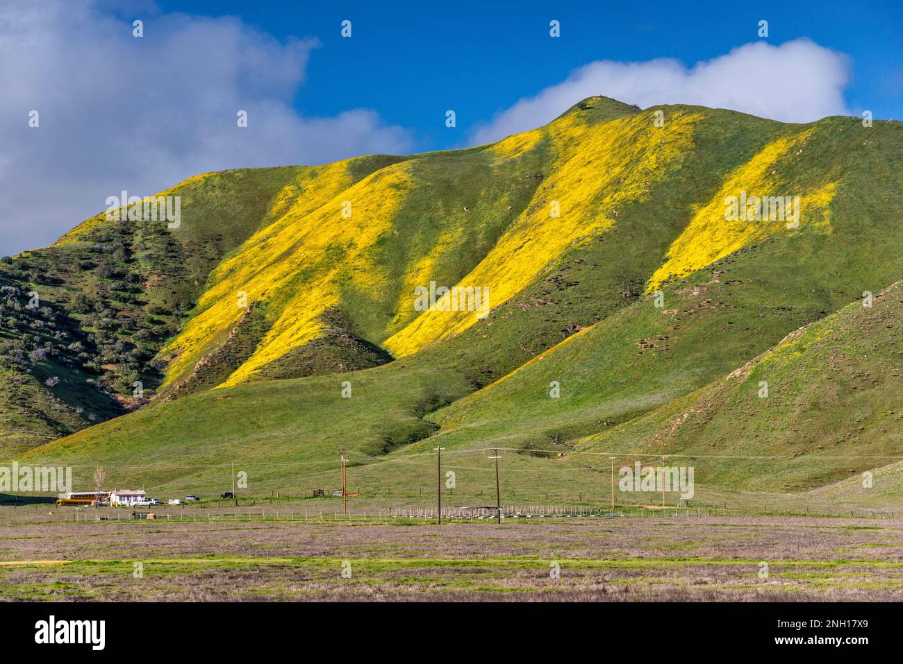 Collines couvertes de pâquerettes à flanc de coteau en pleine floraison début mars, Caliente Range, ferme en dessous, Carrizo Plain National Monument, Californie, États-Unis Banque D'Images