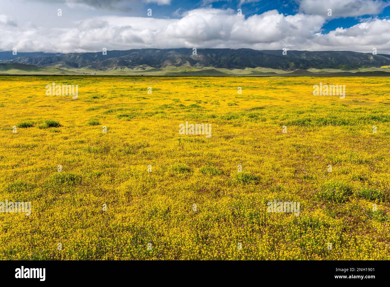 Champs de fleurs sauvages à flanc de coteau, début mars, Caliente Range in distance, vue de Soda Lake Road, Carrizo Plain Natl Monument, Californie, États-Unis Banque D'Images