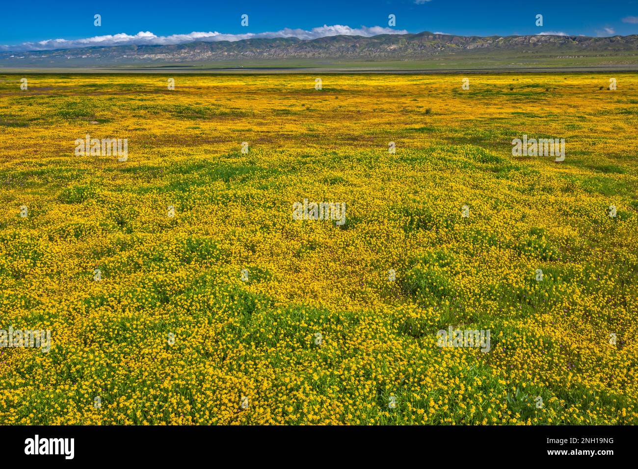 Champs de fleurs sauvages à flanc de coteau, début mars, chaîne de Temblor à distance, vue de Soda Lake Road, Carrizo Plain Natl Monument, Californie, États-Unis Banque D'Images