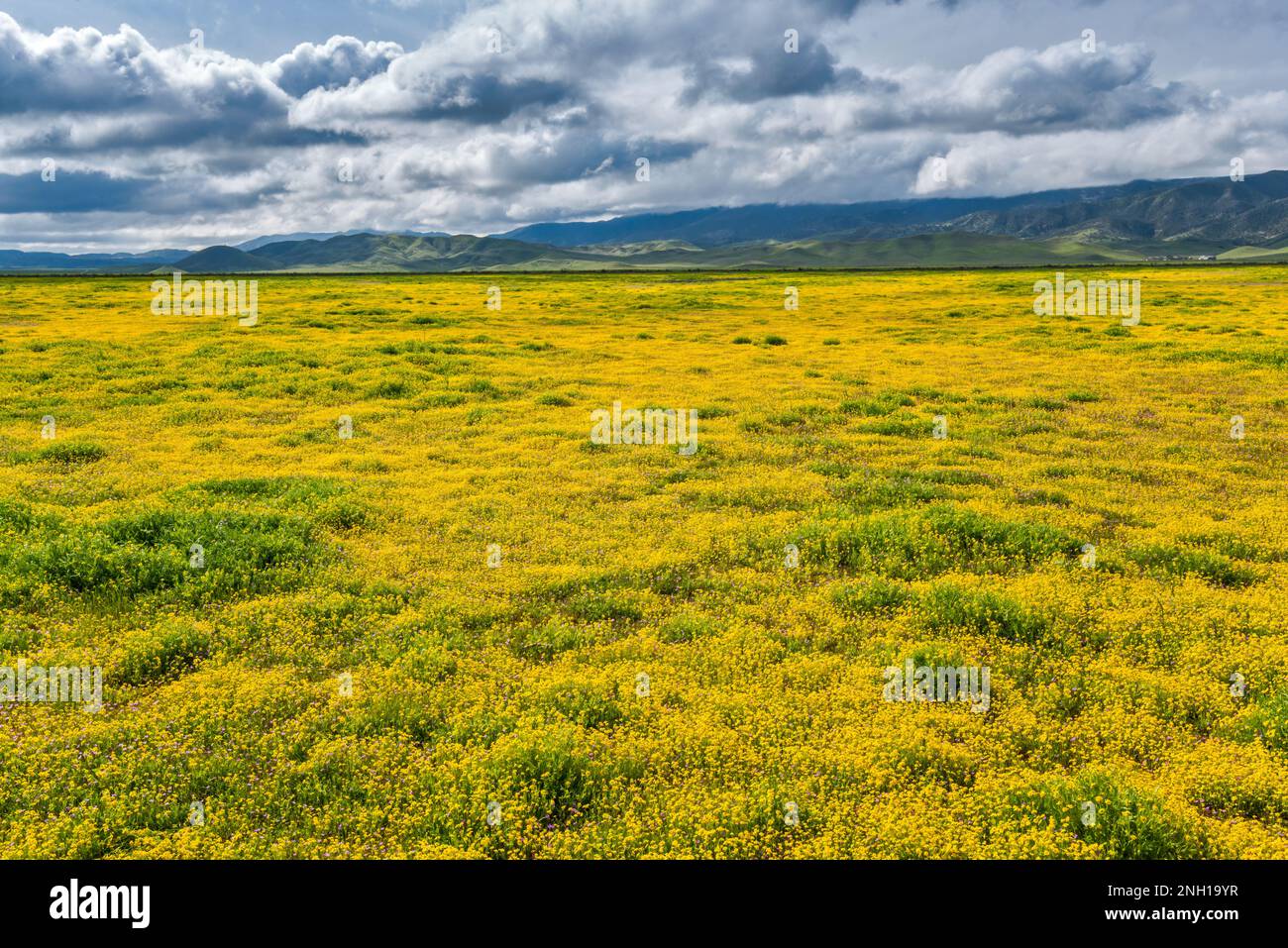 Champs de fleurs sauvages à flanc de coteau, début mars, Caliente Range in distance, vue de Soda Lake Road, Carrizo Plain Natl Monument, Californie, États-Unis Banque D'Images