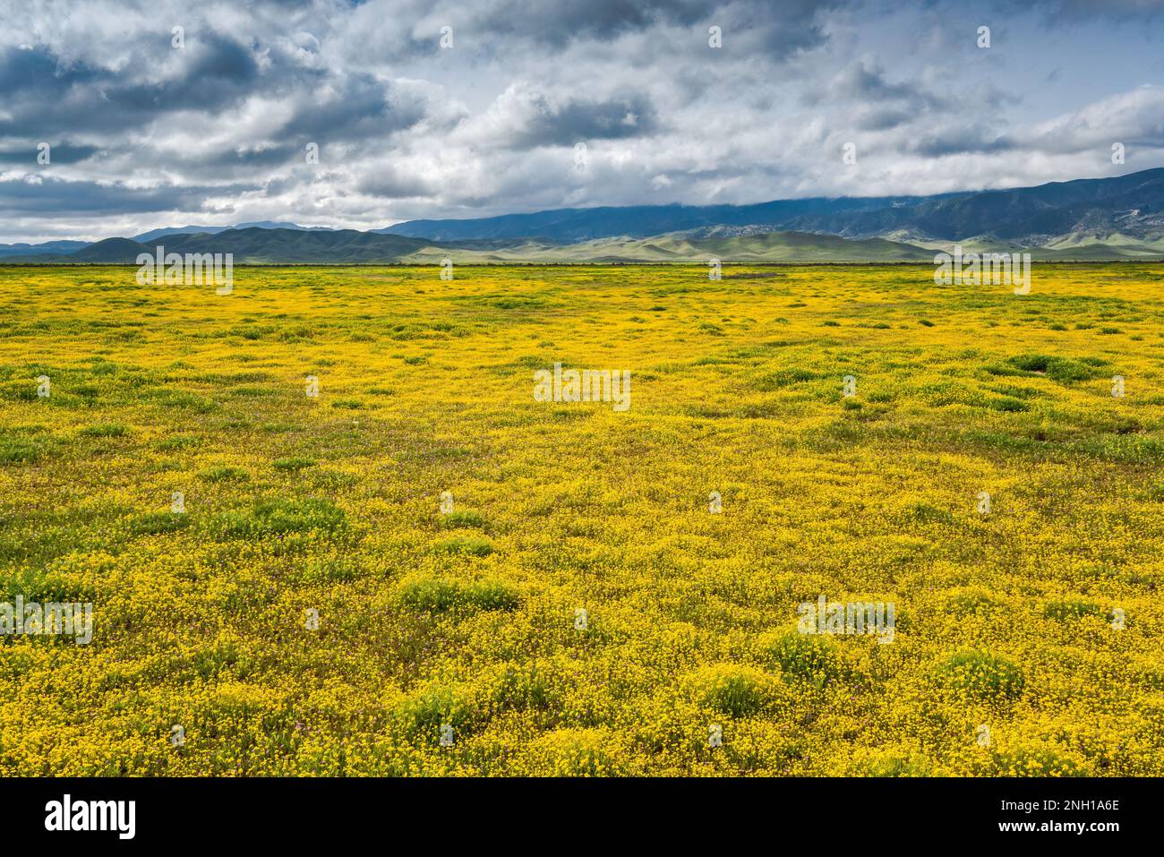 Champs de fleurs sauvages à flanc de coteau, début mars, Caliente Range in distance, vue de Soda Lake Road, Carrizo Plain Natl Monument, Californie, États-Unis Banque D'Images