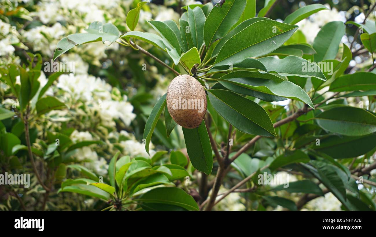 Gros plan sur le bâton de fruit de sapodilla brun sur l'arbre avec lui fleurs de beauté Banque D'Images
