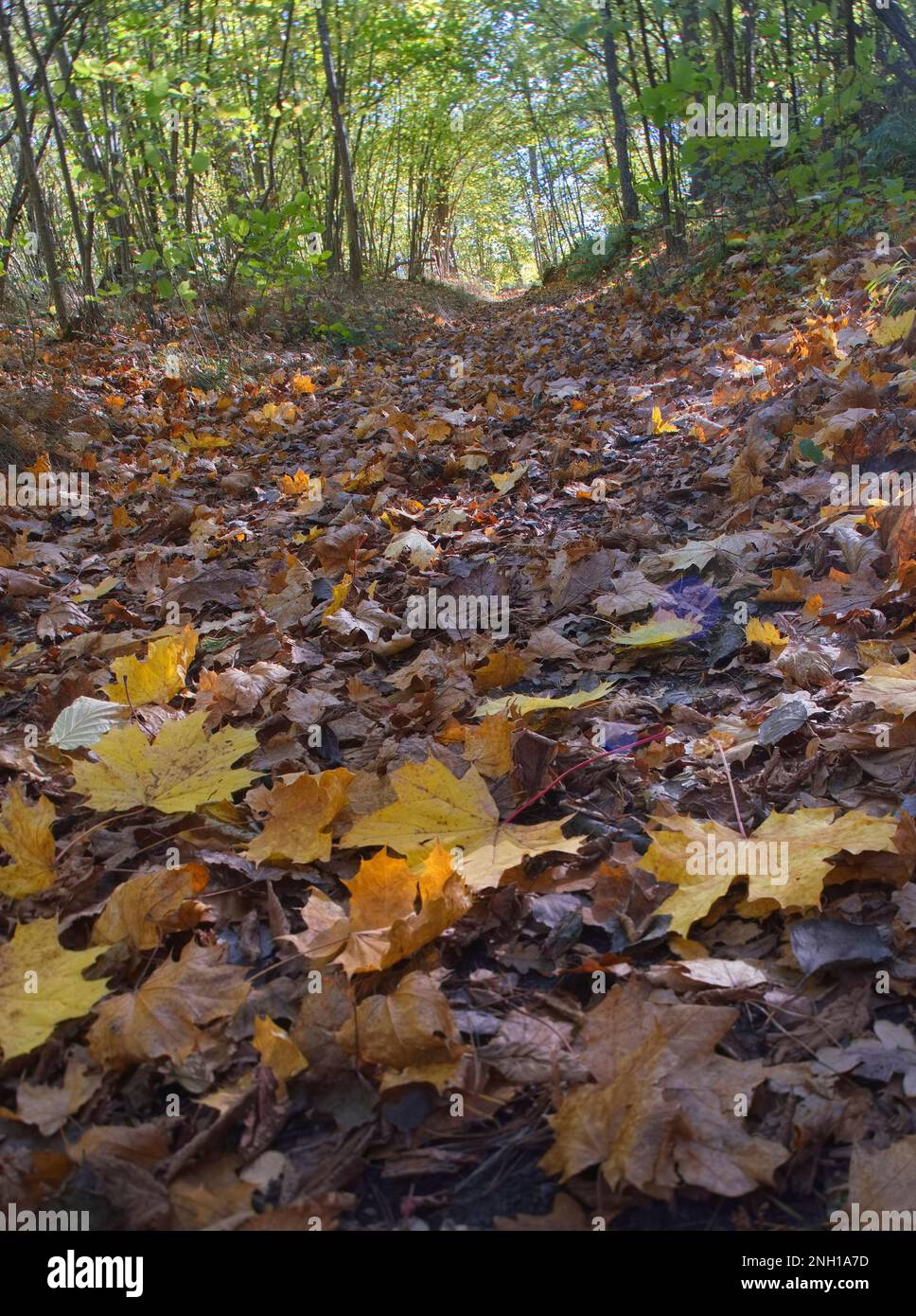 Feuilles d'automne Vällinge Botkyrka Suède Banque D'Images