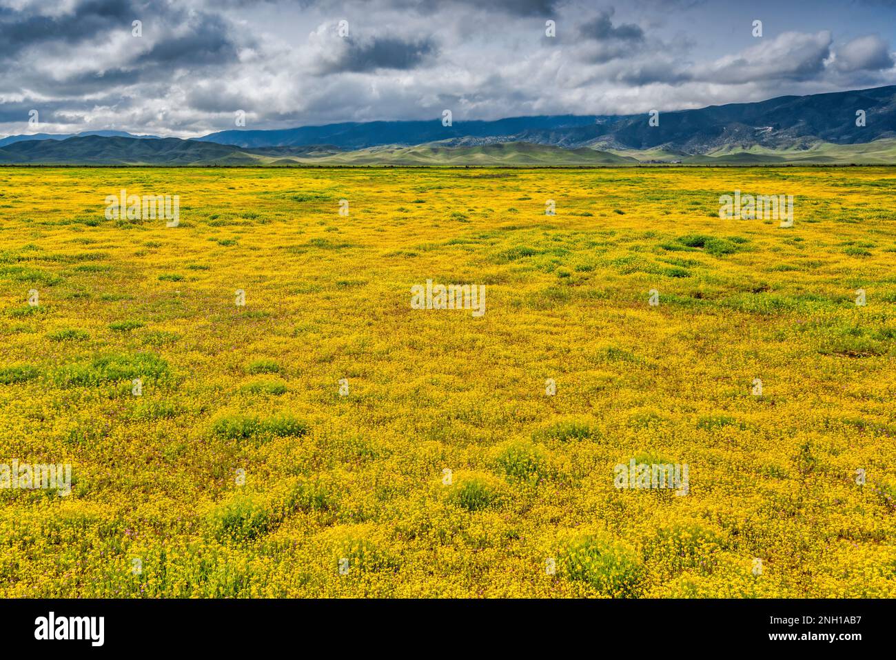 Champs de fleurs sauvages à flanc de coteau, début mars, Caliente Range in distance, vue de Soda Lake Road, Carrizo Plain Natl Monument, Californie, États-Unis Banque D'Images
