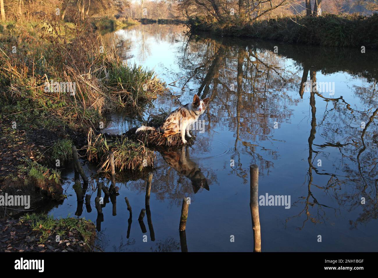 Une bordure de merle rouge tricolore collie se trouvait sur une rive de la rivière, à Surrey, au Royaume-Uni. Banque D'Images