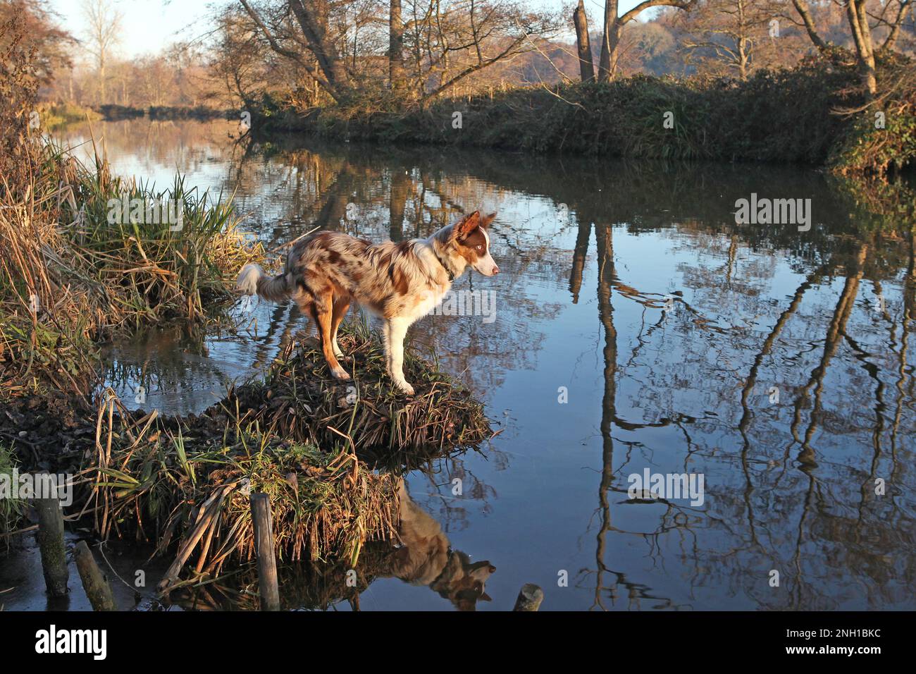 Une bordure de merle rouge tricolore collie se trouvait sur une rive de la rivière, à Surrey, au Royaume-Uni. Banque D'Images