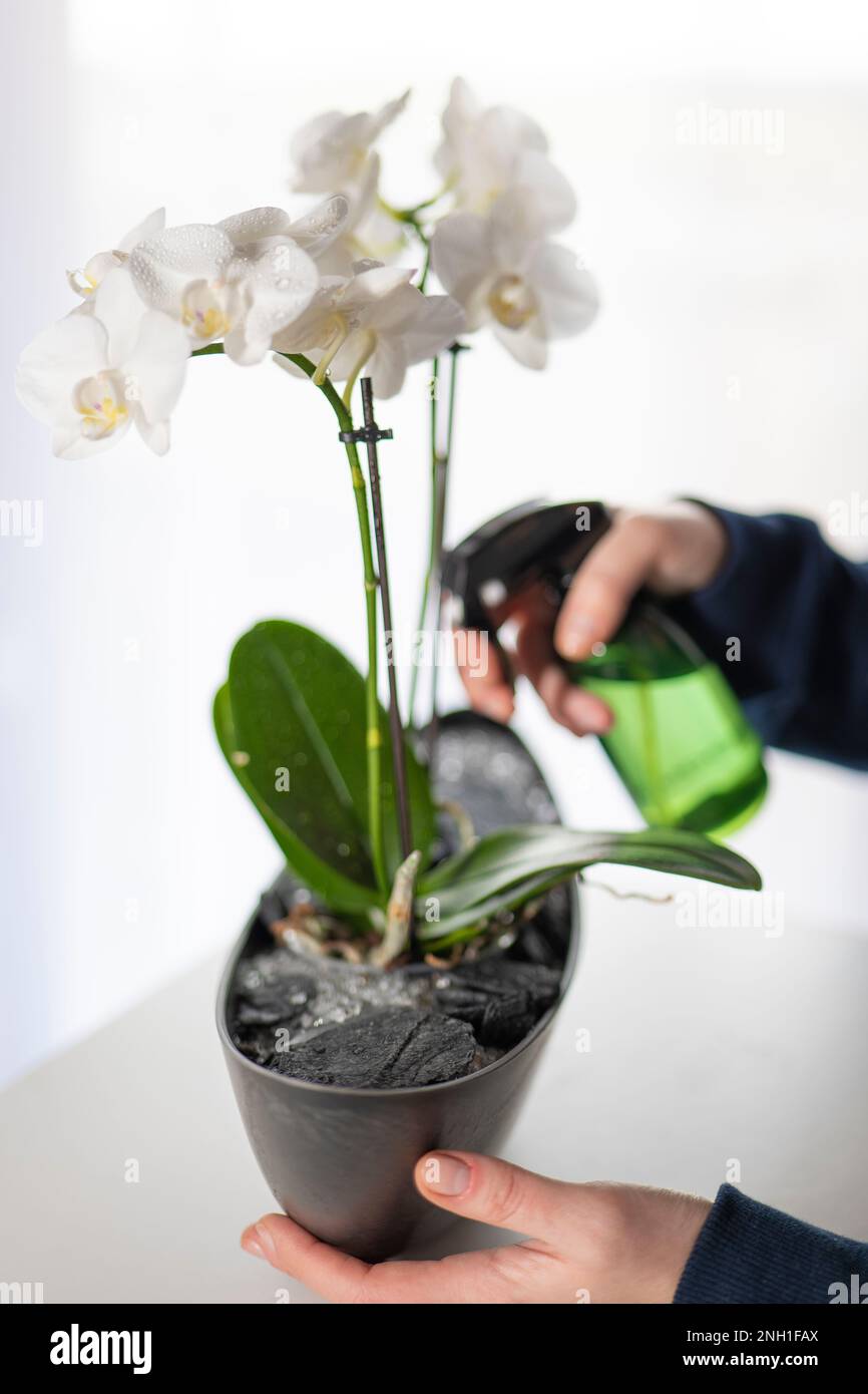 Fleurs d'orchidées blanches.plantes à la maison en pots Banque D'Images