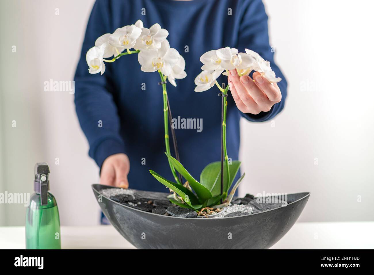 Femme dans un chandail bleu pulvérisation et Orchid gros plan Banque D'Images