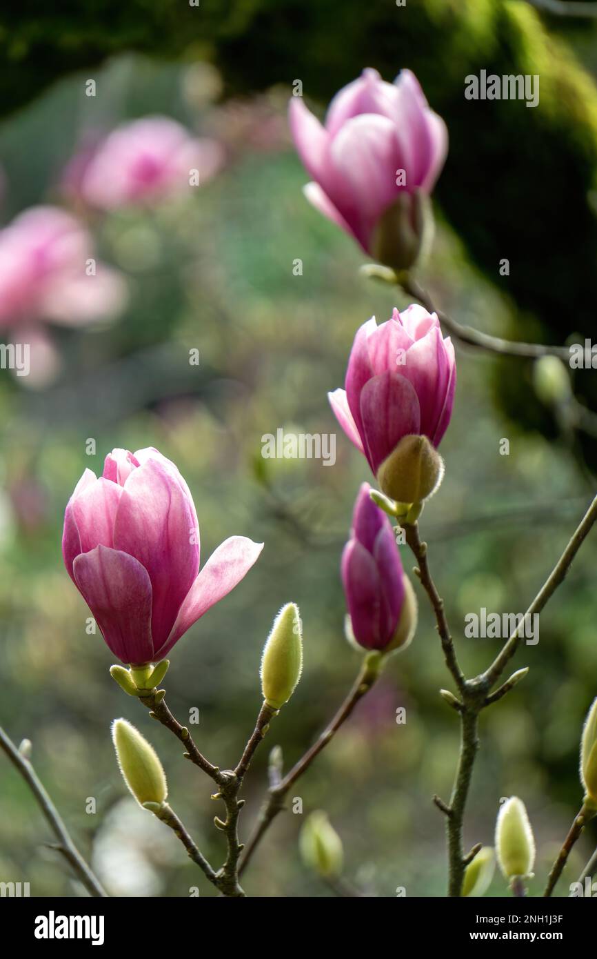 Fleurs roses sur un magnolia dans le jardin Banque D'Images