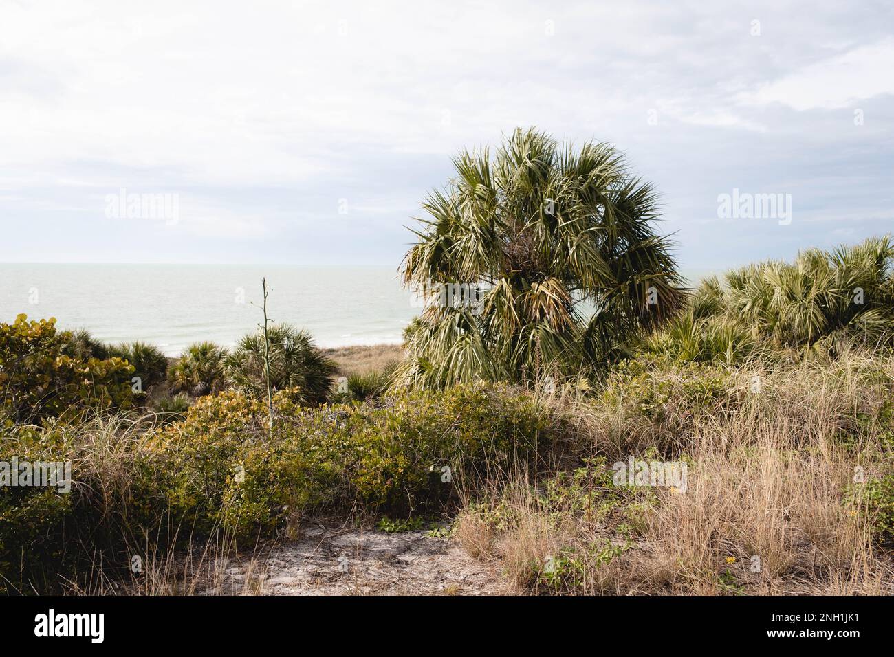 Palmiers à fort de soto en Floride Banque D'Images