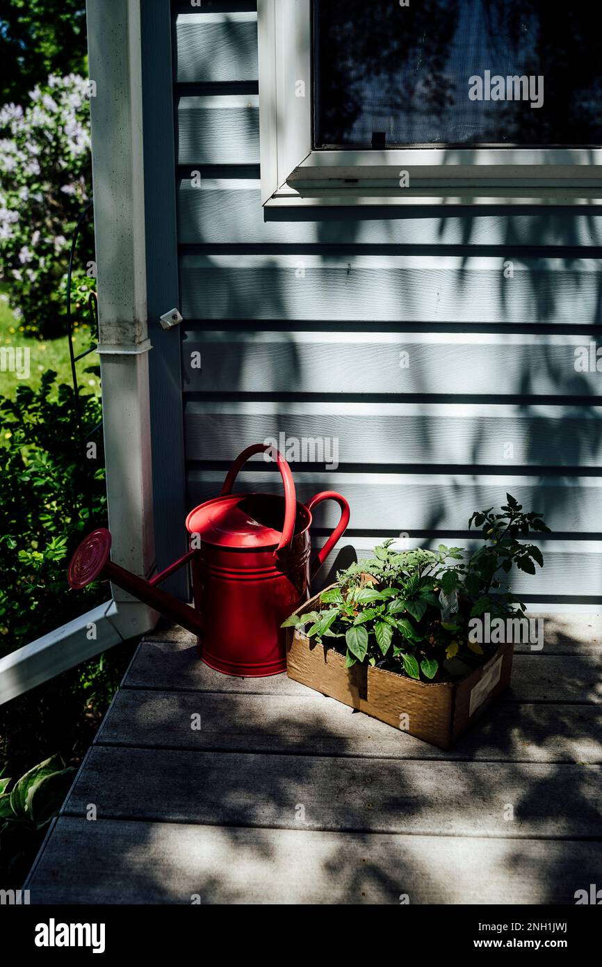 Arrosoir rouge et plante dans une boîte en carton sur le porche Banque D'Images