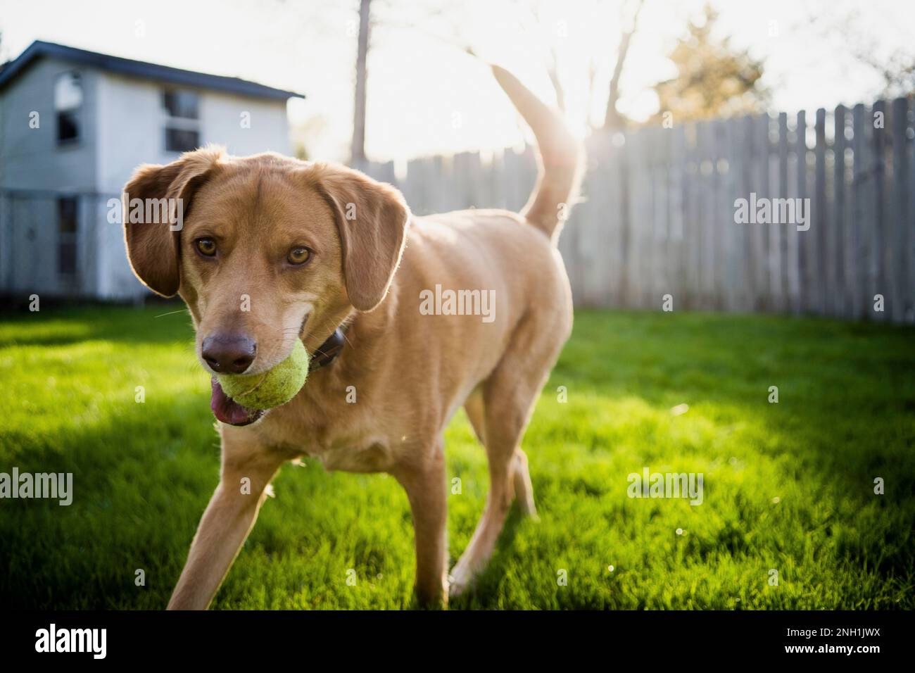 Chien brun de taille moyenne jouant à fetch avec balle de tennis dans l'herbe de cour Banque D'Images