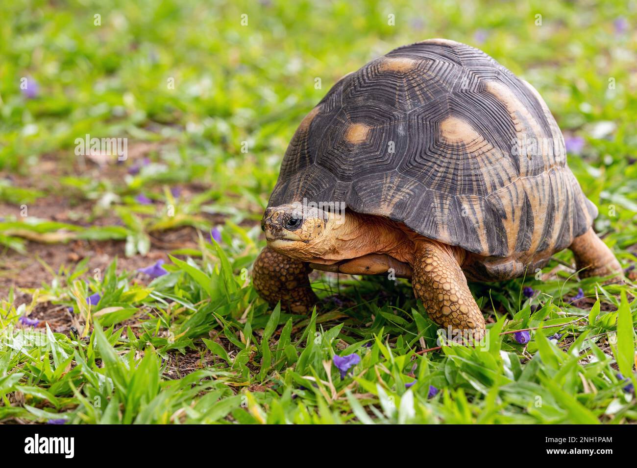 Tortue rayonnée (Astrochelys radiata), espèce de tortue endémique en danger critique d'extinction de la famille des Testudinidae. Ilakaka, Madagascar faune Banque D'Images