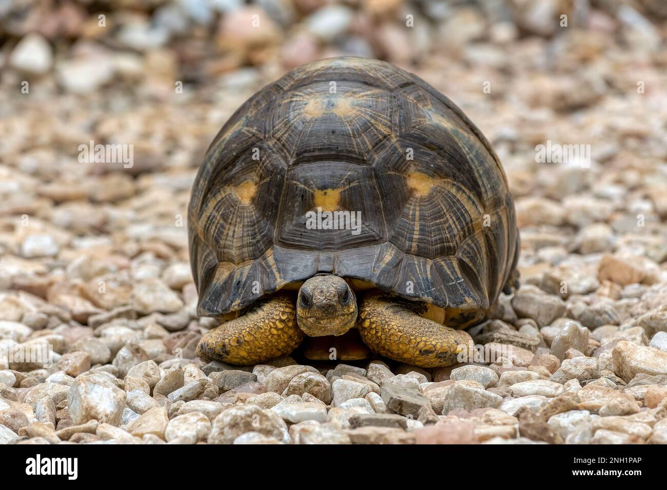 Tortue rayonnée (Astrochelys radiata), espèce de tortue endémique en danger critique d'extinction de la famille des Testudinidae. Antsirabe, Madagascar faune animaa Banque D'Images