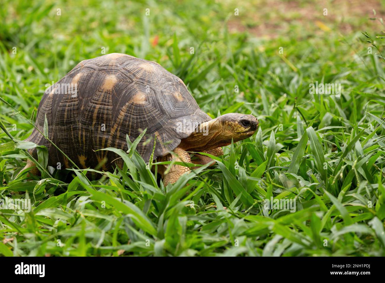 Tortue rayonnée (Astrochelys radiata), espèce de tortue endémique en danger critique d'extinction de la famille des Testudinidae. Ilakaka, Madagascar faune Banque D'Images