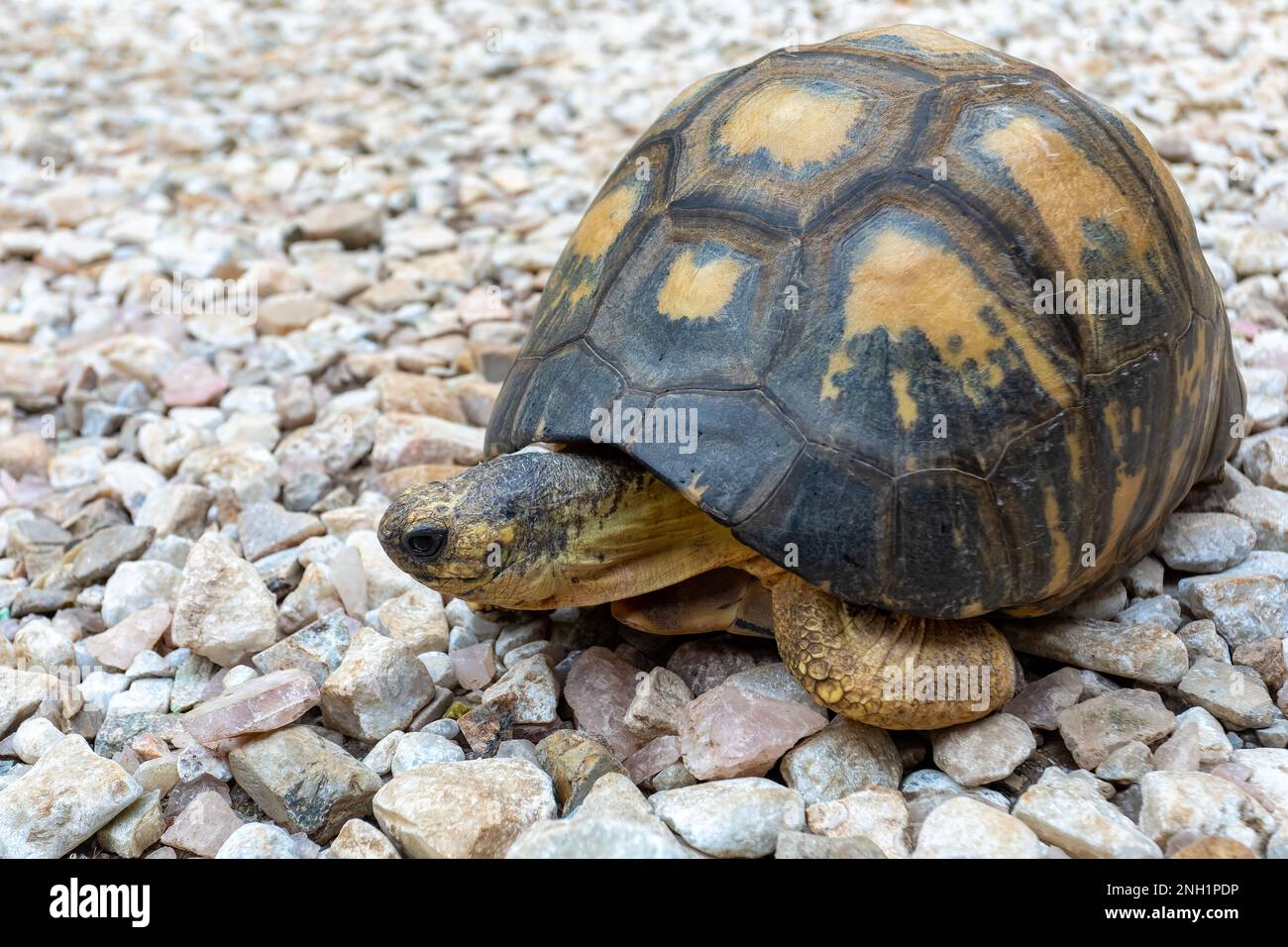 Tortue rayonnée (Astrochelys radiata), espèce de tortue endémique en danger critique d'extinction de la famille des Testudinidae. Antsirabe, Madagascar faune animaa Banque D'Images