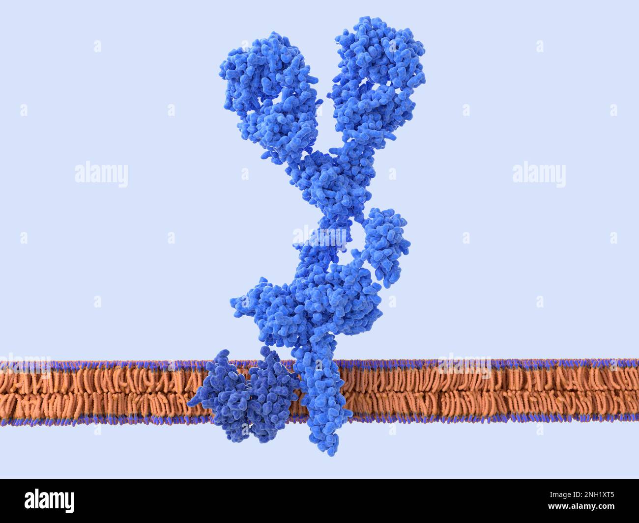 Récepteur de cellules B, illustration Banque D'Images