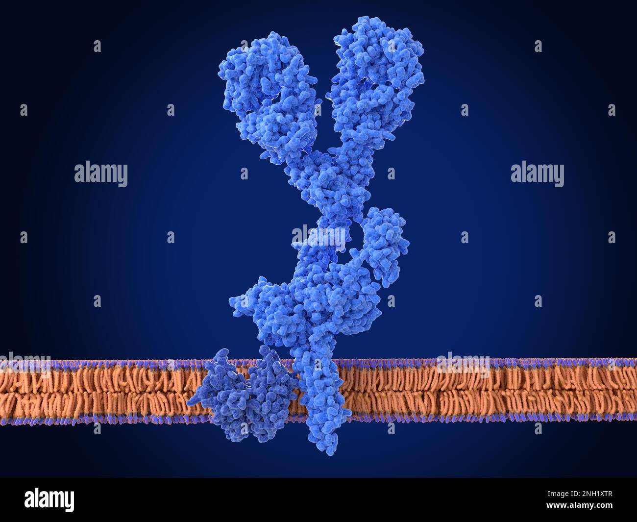 Récepteur de cellules B, illustration Banque D'Images