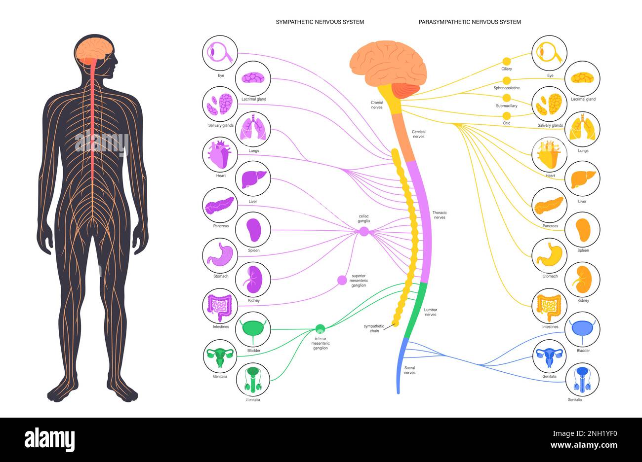 Système nerveux autonome, illustration Banque D'Images