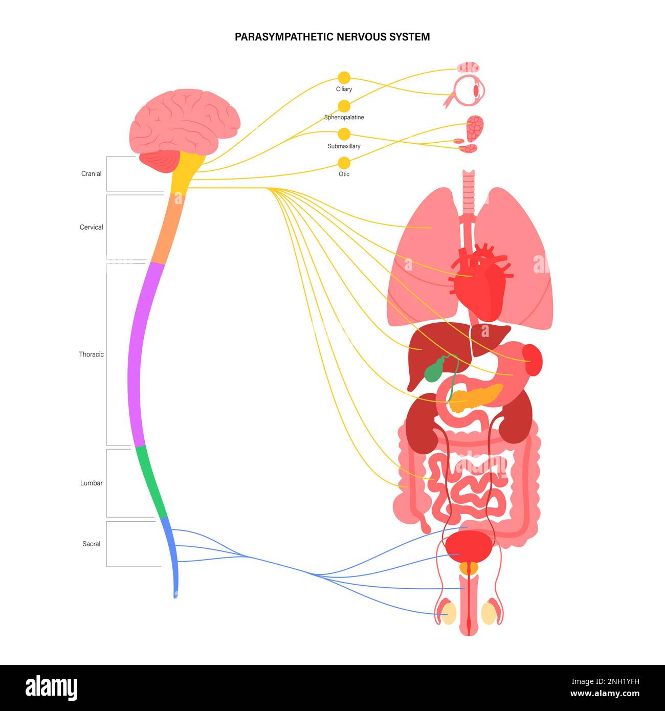 Système nerveux parasympathique, illustration Banque D'Images