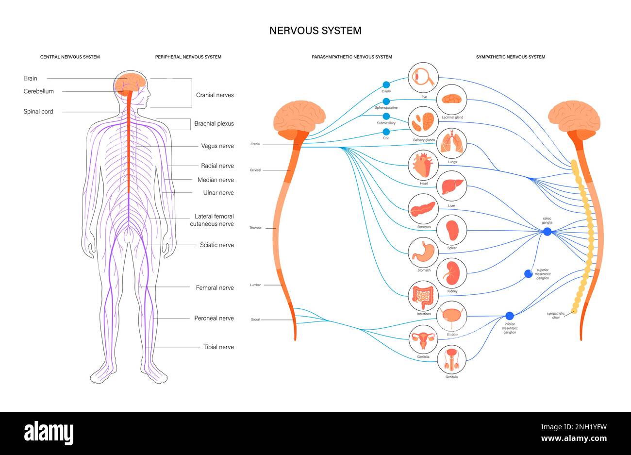 Système nerveux autonome, illustration Banque D'Images