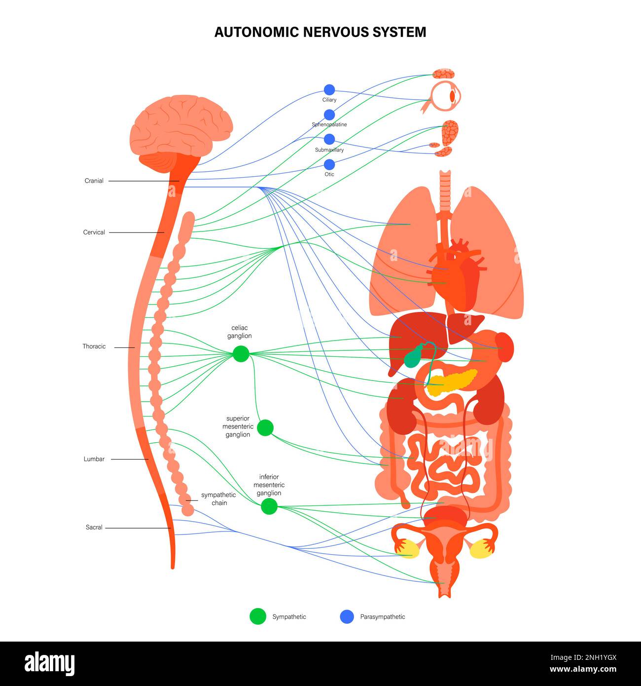 Système nerveux autonome, illustration Banque D'Images