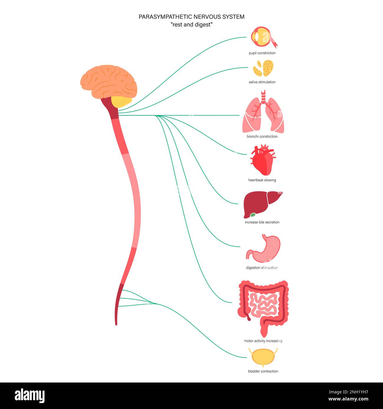Système nerveux parasympathique, illustration Banque D'Images