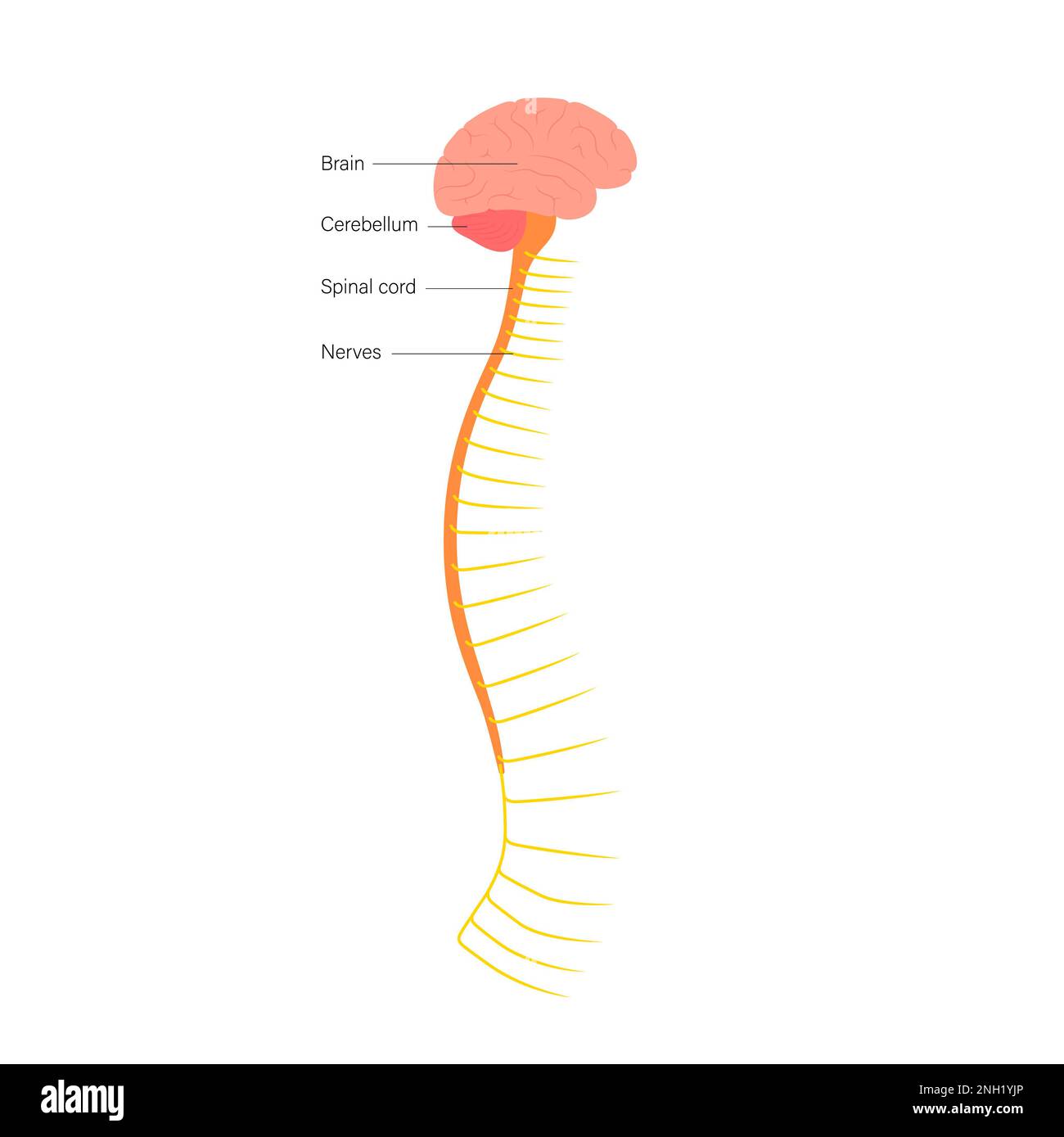 Anatomie de la moelle épinière, illustration Banque D'Images