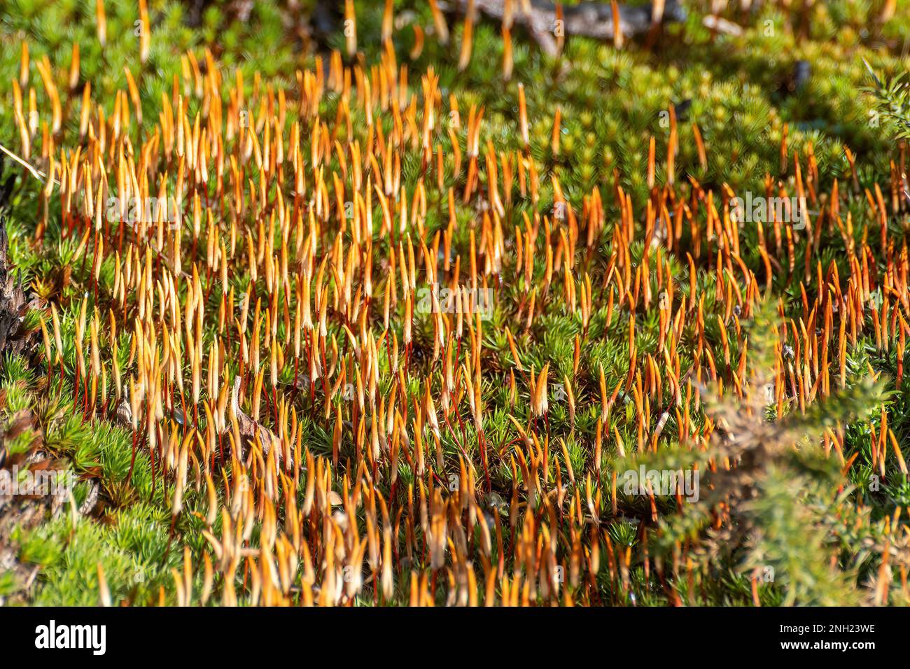 Capsules de spores de polytrichum piliferum, également appelées coiffures d'un poil, avec des calottes colorées ou du caliptrae, sur une lande sablonneuse de Surrey, en Angleterre, au Royaume-Uni Banque D'Images