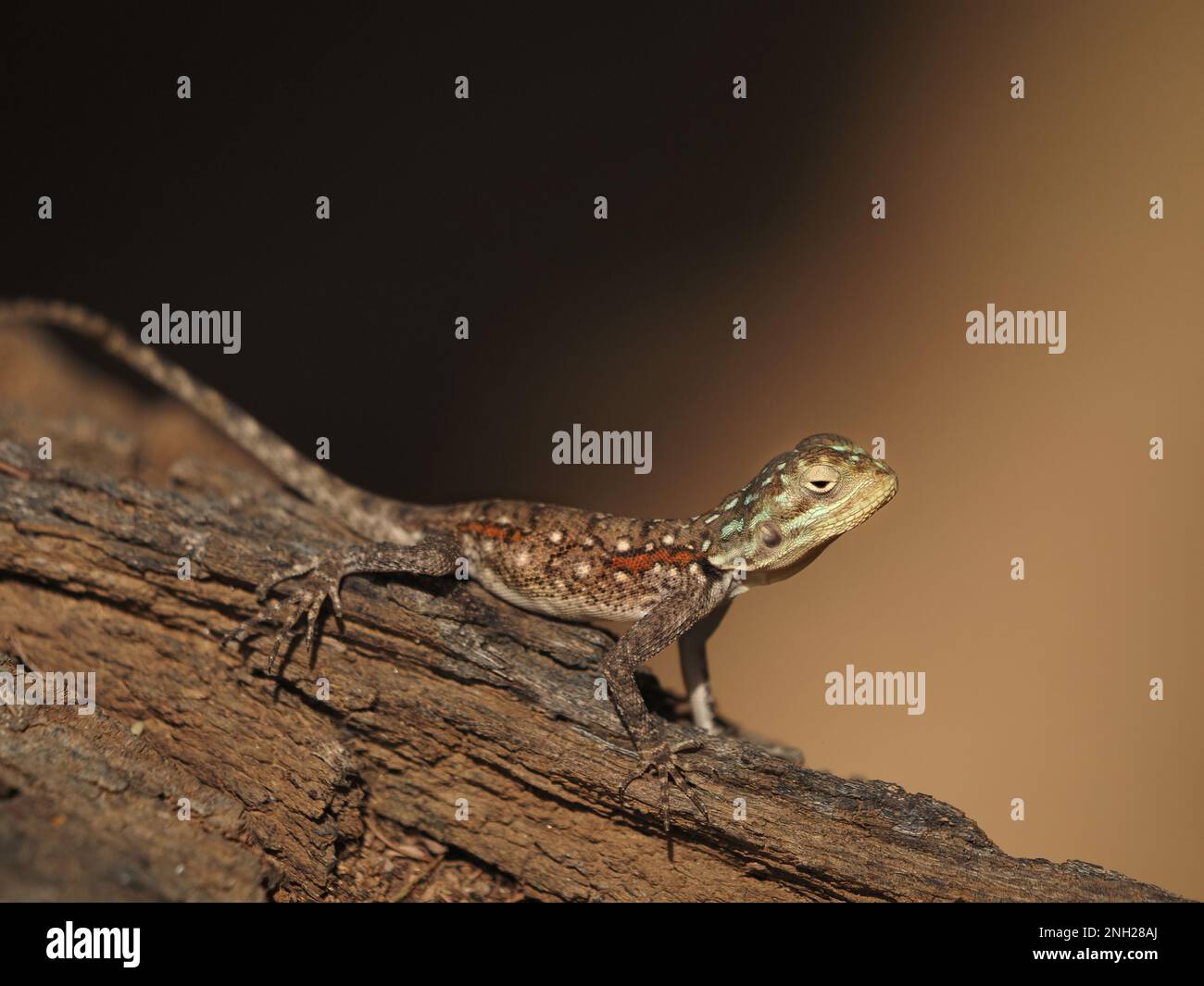 Bien camouflé femelle Red-tête Rock Agama Common agama, ou arc-en-ciel agama sur l'écorce d'arbre rugueux dans la province de Galana, Kenya, Afrique Banque D'Images