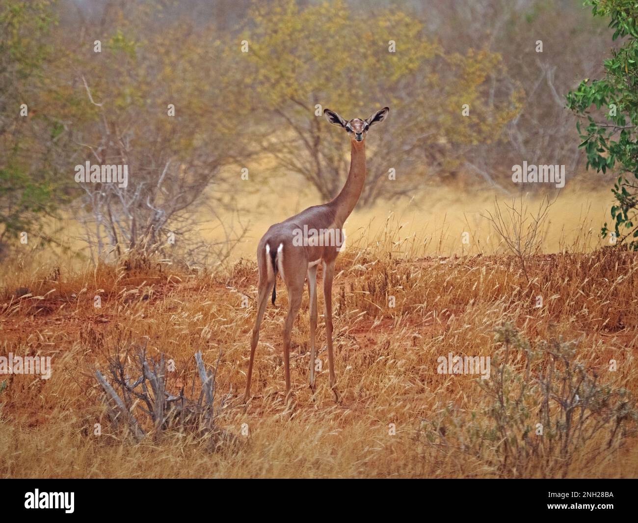 Gerenuk ou gazelle girafe (Litocranius walleri) antilope à long cou sec qui navigue dans le Bush aride dans la province de Galana, Kenya, Afrique Banque D'Images