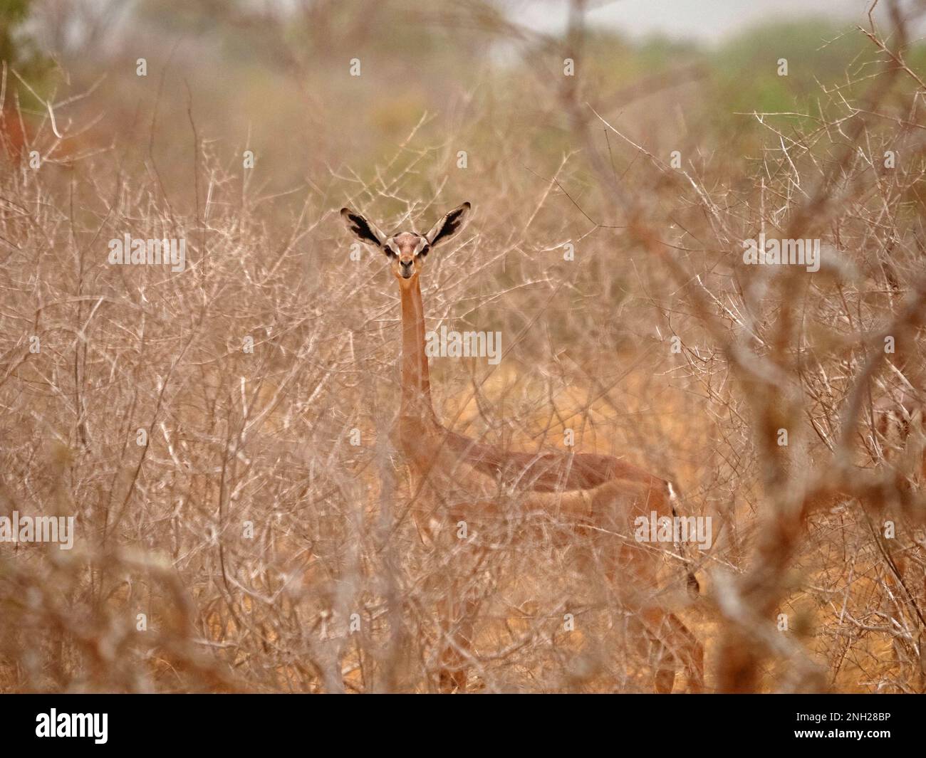 Gerenuk ou gazelle girafe (Litocranius walleri) antilope à long cou sec qui navigue dans le Bush aride dans la province de Galana, Kenya, Afrique Banque D'Images