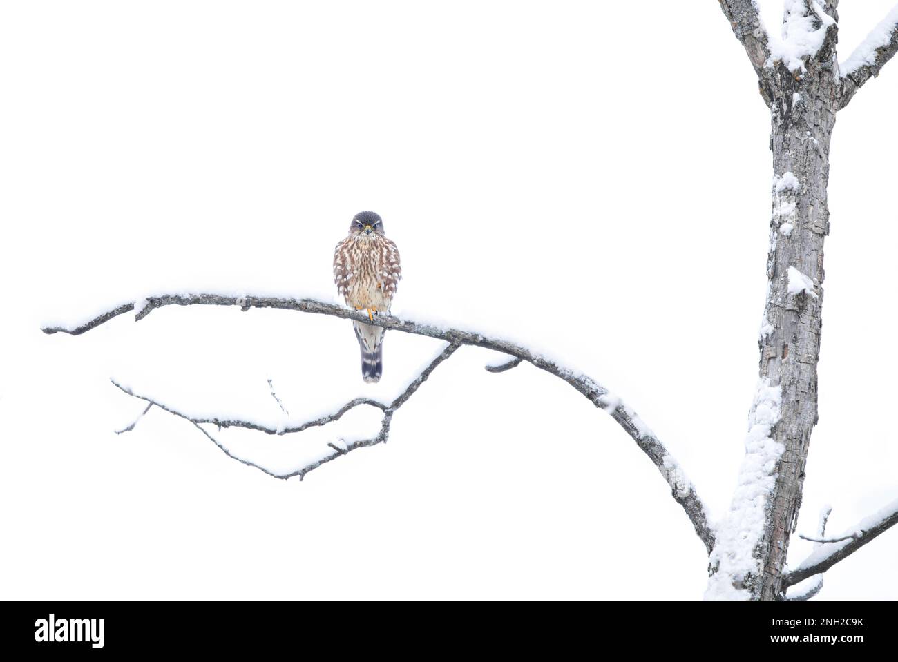 Merlin est un petit faucon isolé sur fond blanc perché sur une branche de chasse en hiver. Banque D'Images