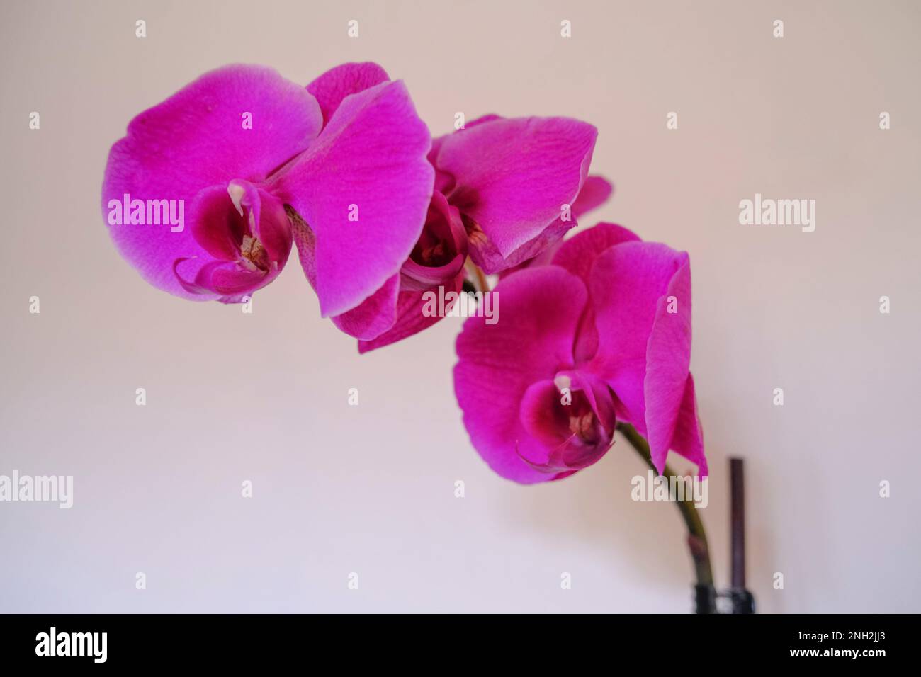 Branche avec fleurs d'orchidées violettes en gros plan sur le mur blanc. Fond floral. carte postale. Macro Banque D'Images