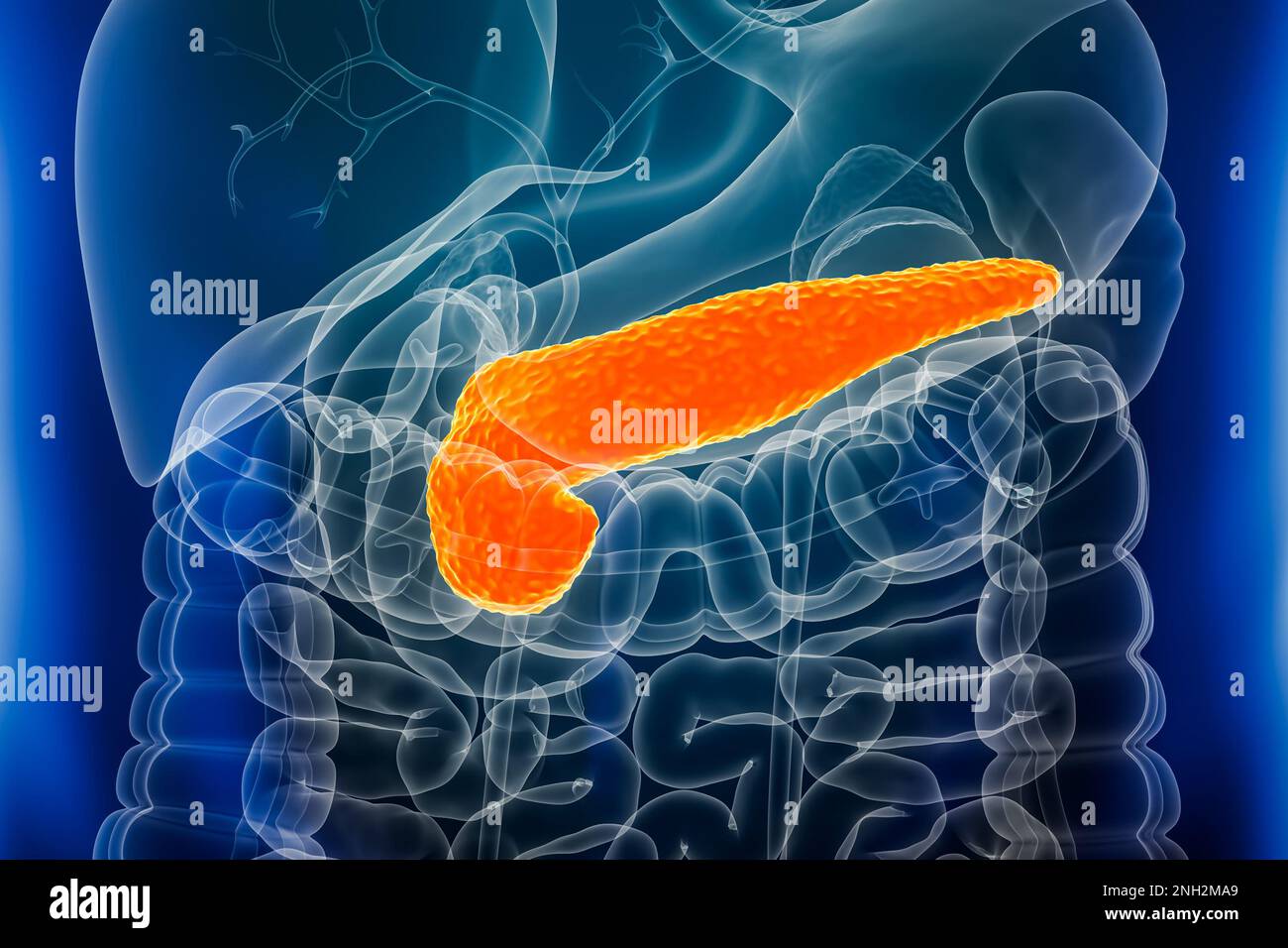 Gros plan sur les organes du pancréas 3D illustration du rendu avec contours du corps masculin. Anatomie, système digestif, biomédical, maladie, médical, biologie, science-fiction Banque D'Images