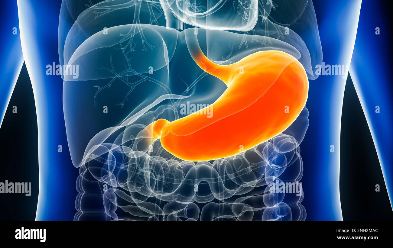 Gros plan de l'organe de l'estomac humain 3D, illustration du rendu vue avant ou antérieure. Anatomie, biomédical, système digestif, maladie gastrique, médical, bio Banque D'Images