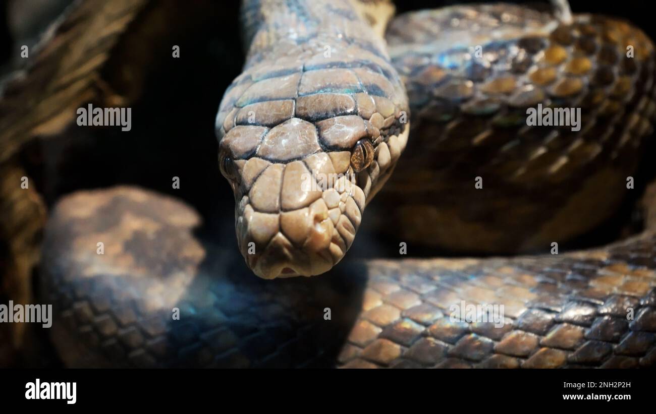 Un grand python réticulé et écailleux s'enroule dans un nœud et attend une victime. Un magnifique motif sur la peau scintille avec un arc-en-ciel Banque D'Images