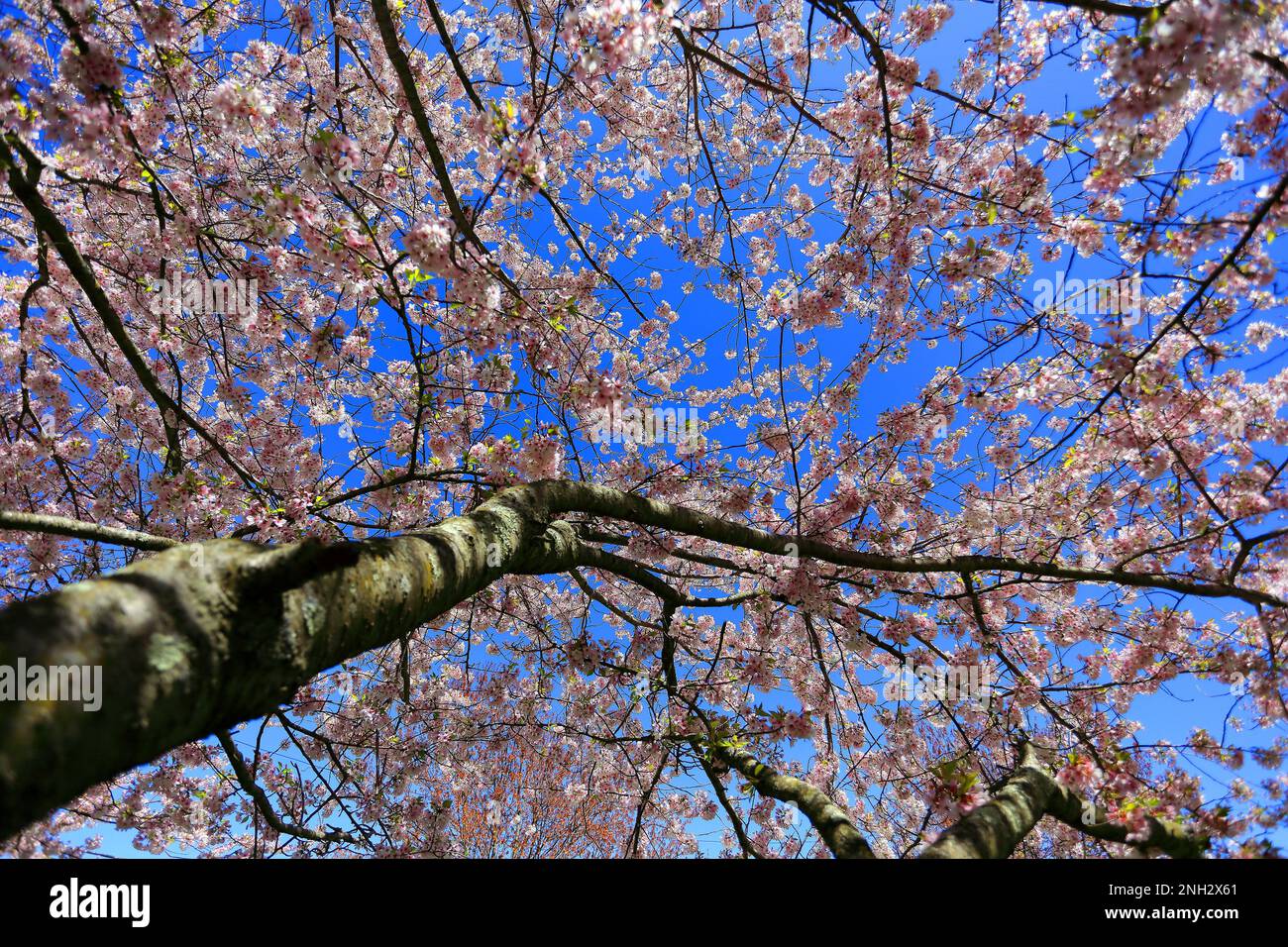 Cerisiers en fleurs long Island New York Banque D'Images