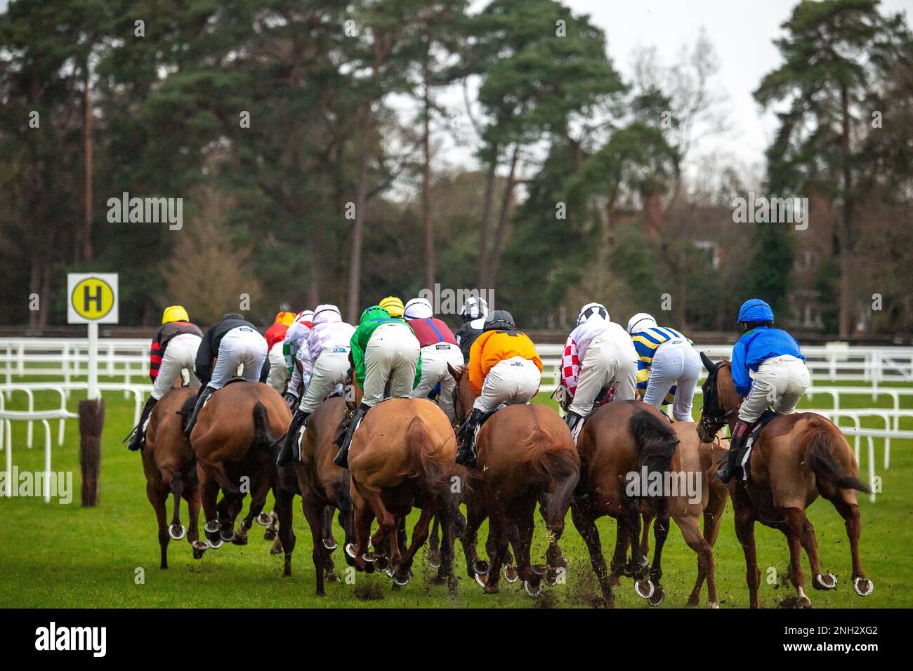 Ascot, Berkshire, Royaume-Uni. 20th février 2023. La course à plat ouverte de la chasse nationale EBF Mares au champ de courses d’Ascot sur le circuit de Betfair Ascot Chase Raceday. Crédit : Maureen McLean/Alay Banque D'Images