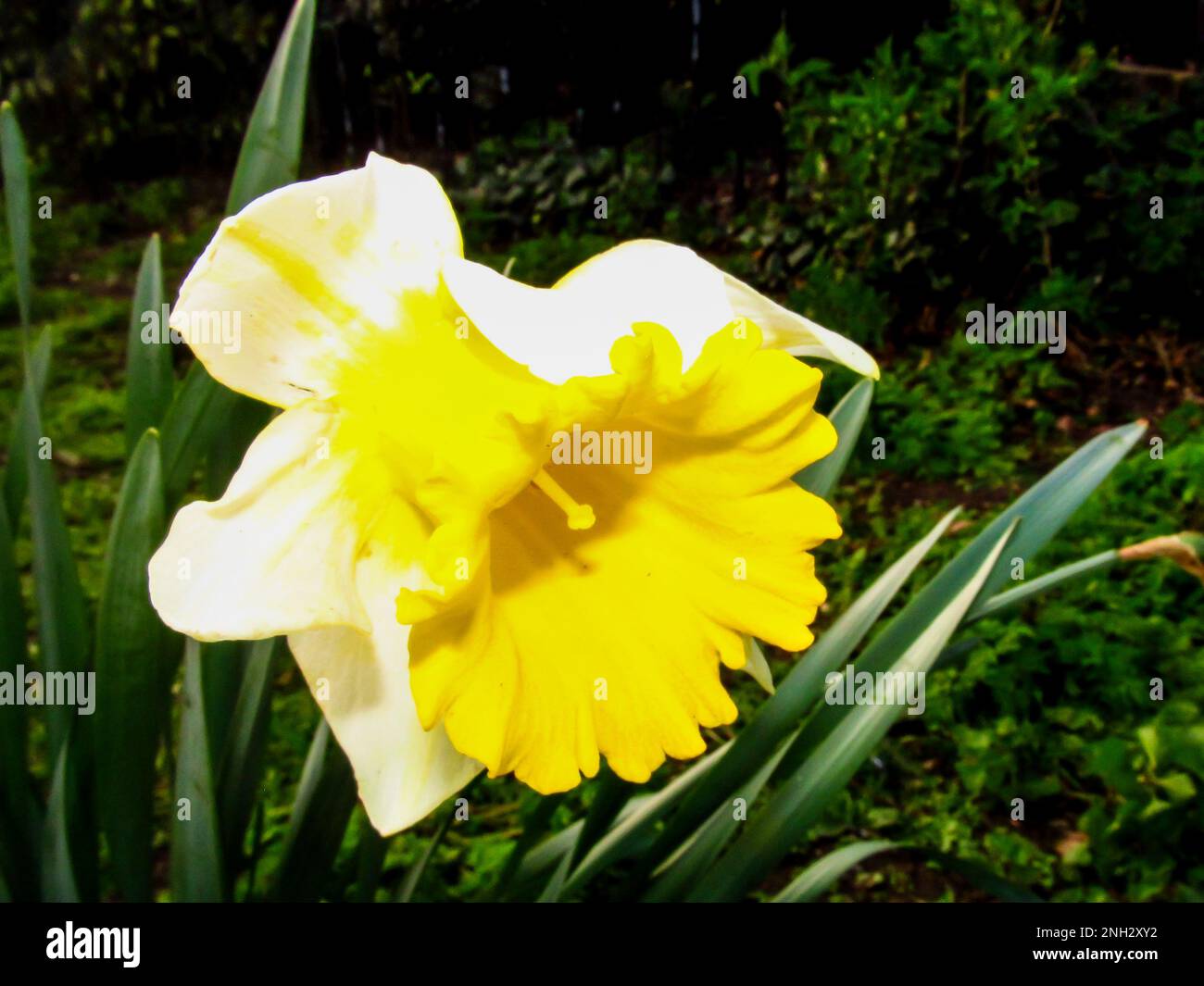 Gros plan d'une fleur de jonquille blanche et jaune, Narcisse narcissus Banque D'Images