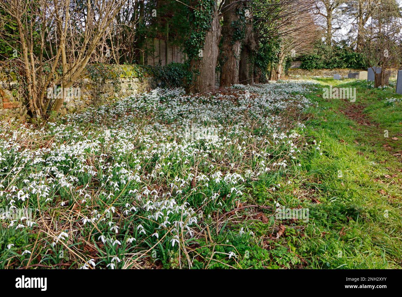 Un tapis de Snowdrops, Galanthus nivalis, dans le cimetière de l'église de St Margaret dans le nord de Norfolk à Thorpe Market, Norfolk, Angleterre, Royaume-Uni. Banque D'Images