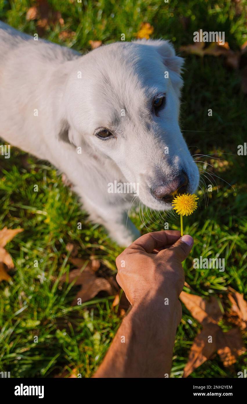 Belgrade, Serbie. 10 novembre 2022. Mignonne retriever d'or sentant une fleur jaune de la main de son propriétaire, dans un parc par une journée ensoleillée. Banque D'Images