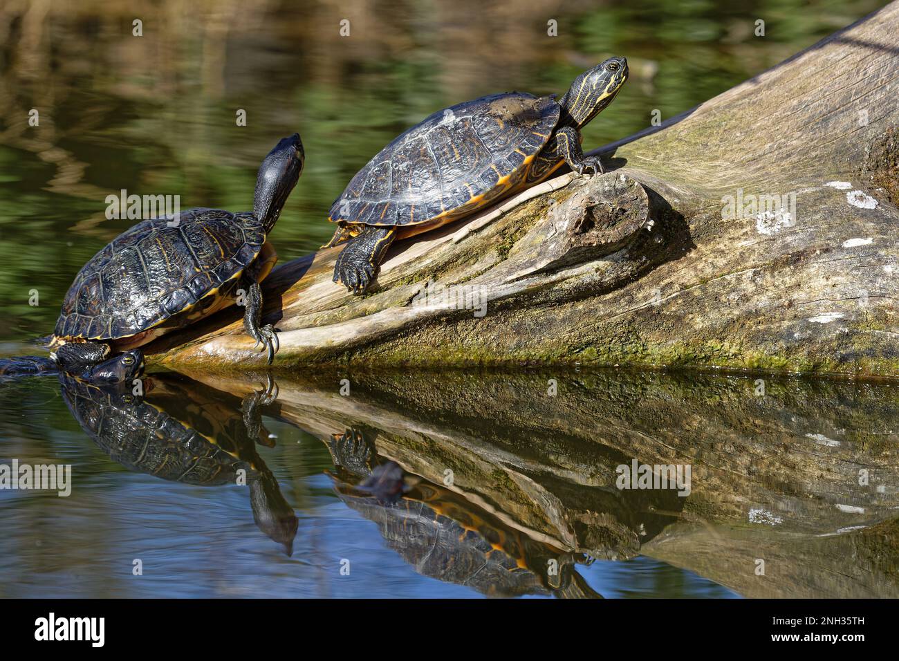 Remorquez des tortues sur une branche, réfléchissent dans les eaux vertes Banque D'Images