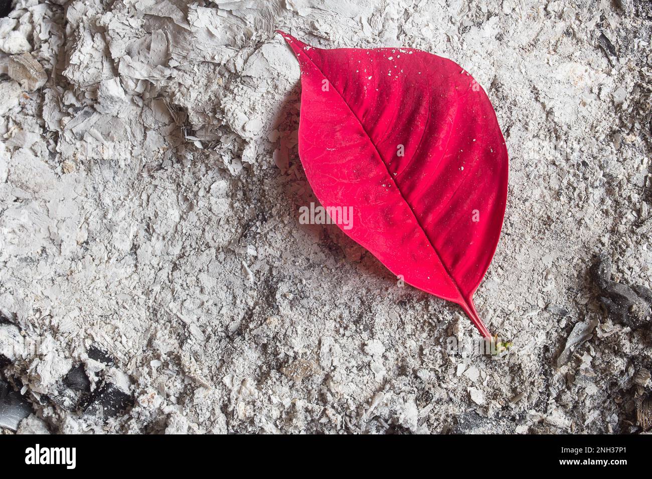vue de dessus d'une beauté vibrante rouge poinsettia feuille ensemble sur un fond de cendres séchées avec la feuille et les cendres disposées pour créer une ambiance paisible avec Banque D'Images