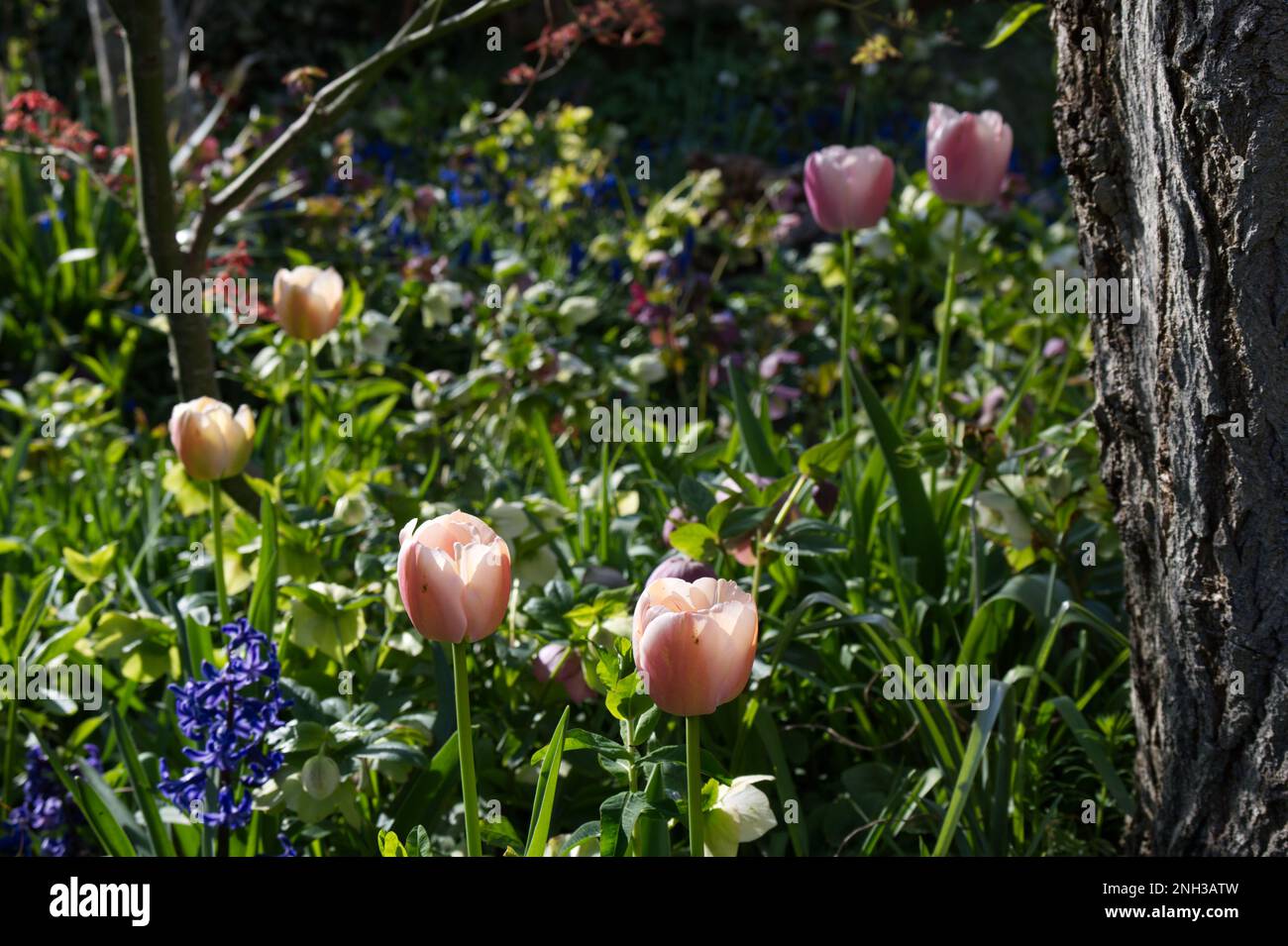 Fleurs printanières de tulipe Ollioules, hellébores, jacinthes et autres fleurs sous un saule et un arbre acer dans le jardin du cottage du Royaume-Uni Mars Banque D'Images