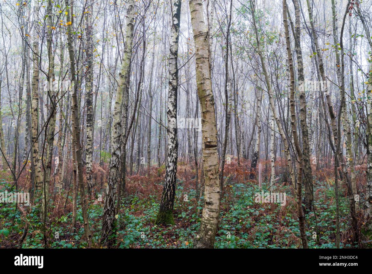 Vue d'automne dans le bois de Clowes pendant une matinée brumeuse avec troncs de bouleau blanc, fougères brunes et un peu de vert sous-croissance. Atmosphère froide. Banque D'Images