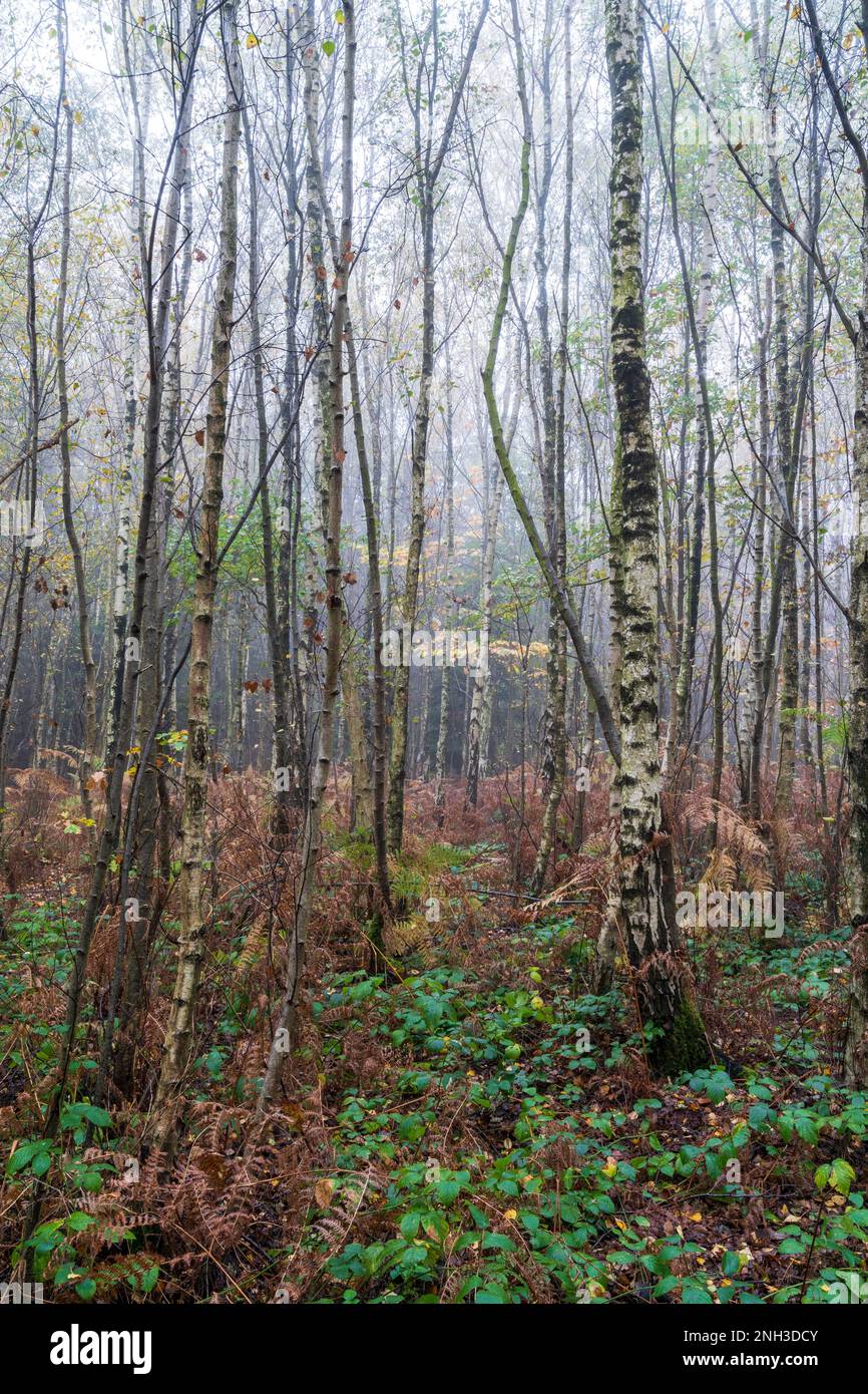 Vue d'automne dans le bois de Clowes pendant une matinée brumeuse avec troncs de bouleau blanc, fougères brunes et un peu de vert sous-croissance. Atmosphère froide. Banque D'Images
