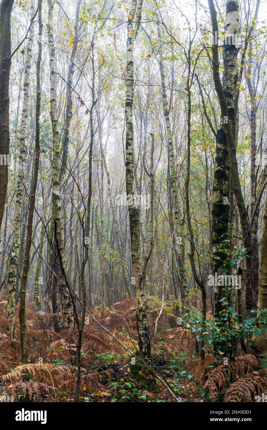 Vue d'automne dans le bois de Clowes pendant une matinée brumeuse avec troncs de bouleau blanc, fougères brunes et un peu de vert sous-croissance. Atmosphère froide. Banque D'Images